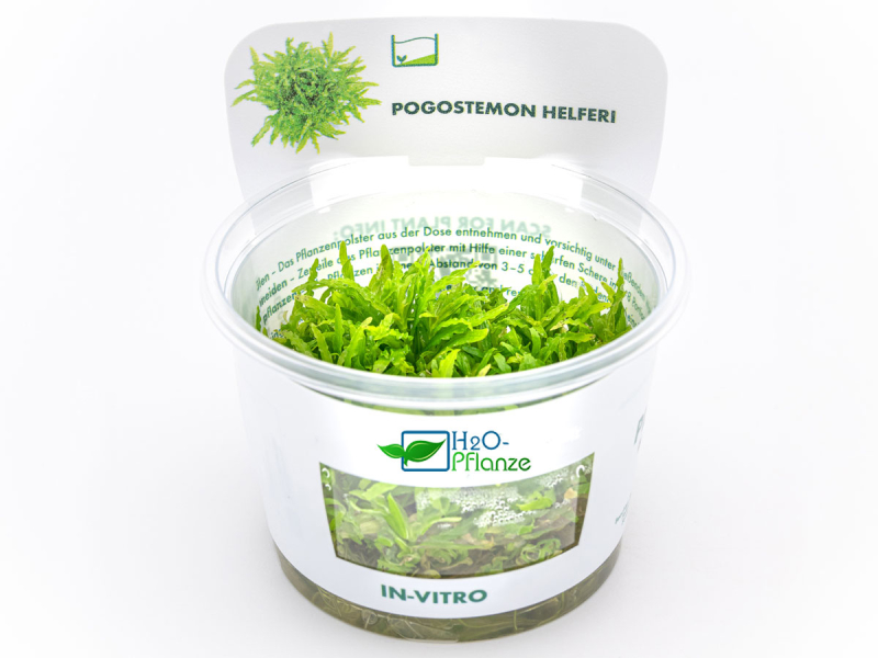 Preview: Kleiner Wasserstern - Pogostemon helferi in vitro
